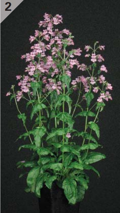 Penstemon fig2